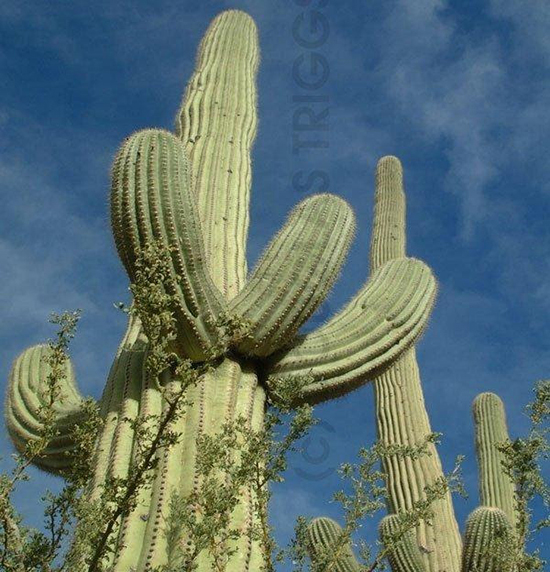 Saguaro có khả năng tích trữ nước đáng kinh ngạc và rễ nông