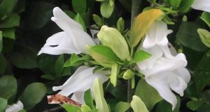 Hoa trắng muốt nổi bật giữa các lá xanh