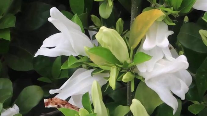 Hoa trắng muốt nổi bật giữa các lá xanh