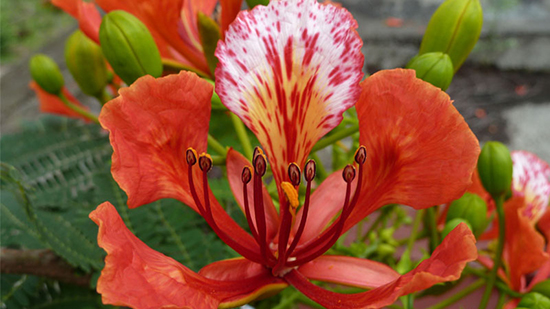 Hoa Phượng đỏ Loài Hoa Của Tuổi Học Trò đầy Mộng Mơ Và Trong Sáng Flowerfarmvn shophoa