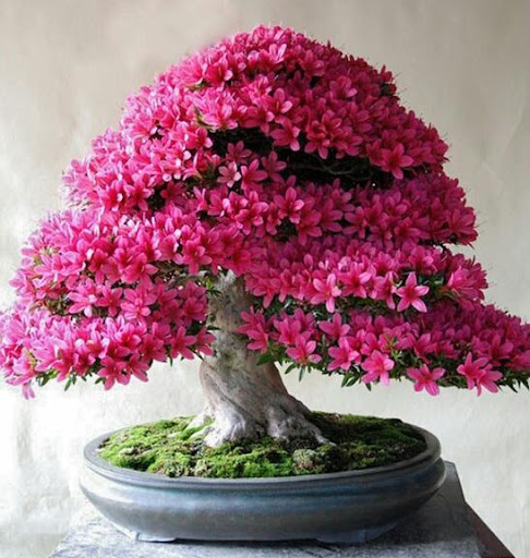 Hình ảnh cây đỗ quyên được trồng làm bonsai