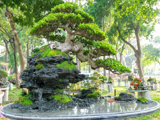 Cây tùng la hán - cây cảnh bonsai được ưa chuộng năm 2022