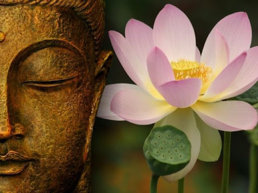Hình ảnh hoa sen gắn liền với đức Phật