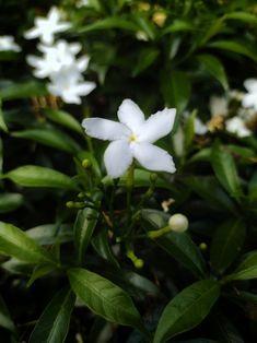 Hình ảnh hoa của cây Mai chiếu thủy