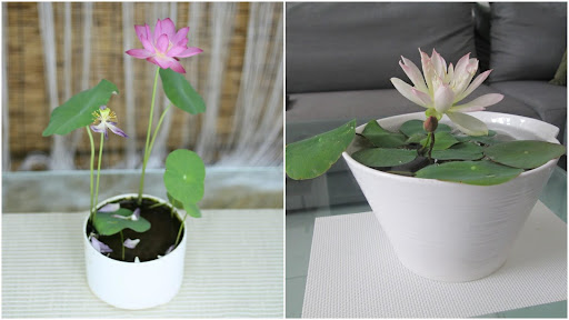 Sen Nhật mini được trồng làm cảnh trong nhà